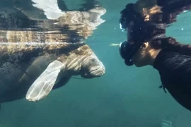 "Liên hoan phim tài liệu về phát triển bền vững: Lên tiếng cho mai sau"