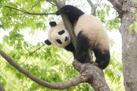 Phim về gấu trúc Fubao dự kiến khởi chiếu tại Việt Nam