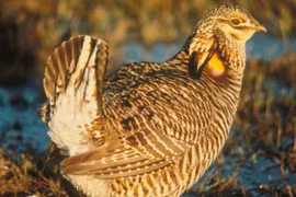 Dùng động vật làm "nhà tiên tri... động đất"