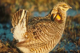 Dùng động vật làm "nhà tiên tri... động đất"