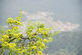 Đại lão mai bung nở, nhuộm vàng cả dãy núi Yên Tử