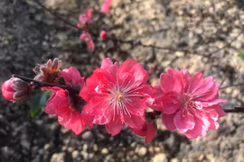 Dân phố chơi đào