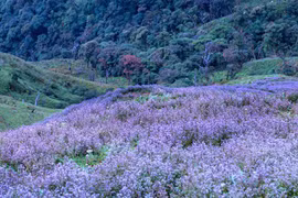Ngắm hoa Chi Pâu ở thiên đường mây Tà Chì Nhù 