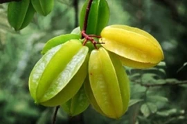 Món ngon từ khế chua