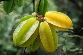 Món ngon từ khế chua