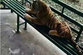 Xem cảnh sát Trung Quốc mang súng đi bắt hổ... nhồi bông