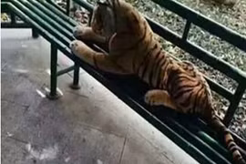 Xem cảnh sát Trung Quốc mang súng đi bắt hổ... nhồi bông