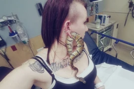 Rắn chui vào lỗ xỏ khuyên tai