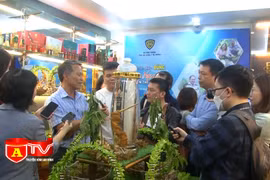 Nhận diện đúng sâm Ngọc Linh trên thị trường