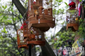 Thú chơi quen mà lạ trên hè phố Hà Nội