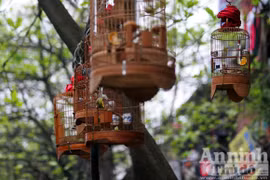 Thú chơi quen mà lạ trên hè phố Hà Nội