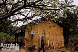 Tiếng Xuân từ những hàng rào đá