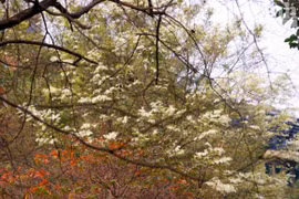 Những cánh sưa bay đón hạ vào phố