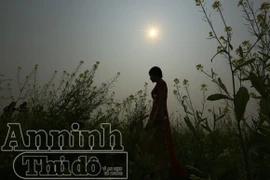 Ánh vàng "vòng nguyệt quế" bằng... hoa cải