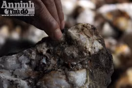 Đổ xô đi đào đá nghiền đãi sau khi có người nhặt được cả cục vàng