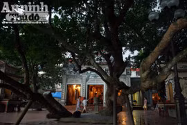 Sức mạnh của vị “thần” cây xanh