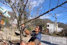 Người Hà Nội tầm đào trên thảo nguyên Mộc Châu