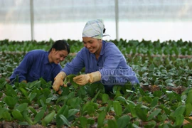 Lên cao nguyên, xem sơn nữ ươm mầm loài hoa “tiến vua”