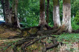 Rừng lim nguyên sinh nghìn tuổi trước nguy cơ bị... "sát hại"