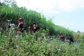 Khúc du xuân ở ven thảo nguyên Mộc Châu