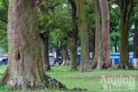 Chiêm ngưỡng “rừng vàng” nơi đất thiêng Thủ đô