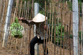 Lòng tham đánh tan tình làng nghĩa xóm