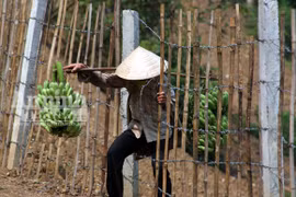 Lòng tham đánh tan tình làng nghĩa xóm