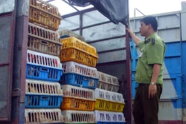 Phát hiện cán bộ tiếp tay tiêu thụ gà không rõ nguồn gốc
