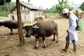 Xuất hiện chủng virus lở mồm long móng mới