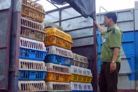 Phát hiện cán bộ tiếp tay tiêu thụ gà không rõ nguồn gốc