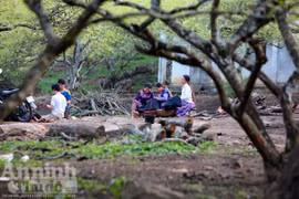 Vườn "địa đàng" mầm xuân đang nở cánh biếc