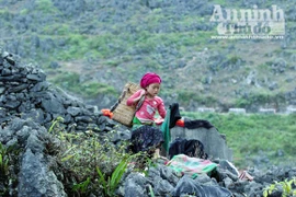 Những đôi tay bé bỏng gọi nhịp xuân bên đèo Mã Pì Lèng