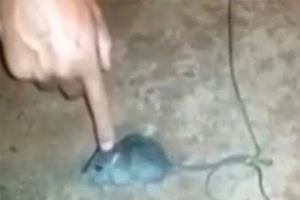 Phạm nhân dùng chuột để vận chuyển ma túy ngang nhiên trong trại giam