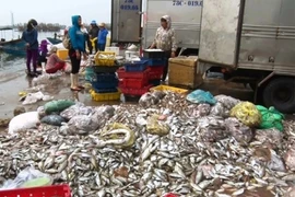 Lập Hội đồng đánh giá độ an toàn hải sản miền Trung 