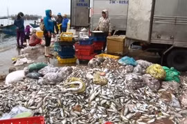 Lập Hội đồng đánh giá độ an toàn hải sản miền Trung 