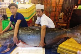 Cặp cá "khủng" gần 400 triệu đồng về TP.HCM