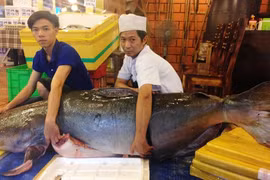 Cặp cá "khủng" gần 400 triệu đồng về TP.HCM