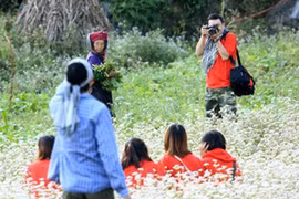 Tan nát những cánh đồng hoa