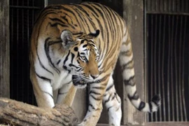 Video hổ bị nhân viên sở thú ngược đãi