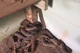 Phát hiện ổ rắn độc hơn 24 con trong nhà ở Texas, Mỹ