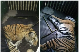 Dân làng tức giận vây bắt hổ xổng chuồng, vồ chết 6 người