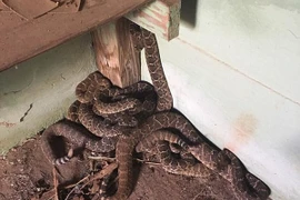 Phát hiện ổ rắn độc hơn 24 con trong nhà ở Texas, Mỹ