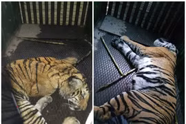 Dân làng tức giận vây bắt hổ xổng chuồng, vồ chết 6 người