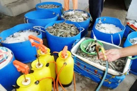 Bắt quả tang 1 doanh nghiệp bơm tạp chất vào tôm sú