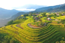 Hoàng Su Phì mùa lúa chín 