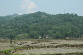 Bị sét đánh tử vong khi đi làm ngoài đồng