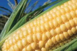 Sắp đưa cây trồng biến đổi gen ra đồng ruộng