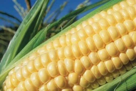 Sắp đưa cây trồng biến đổi gen ra đồng ruộng