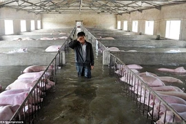 6.000 con lợn ngâm trong biển nước, nông dân Trung Quốc khóc ròng