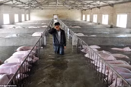 6.000 con lợn ngâm trong biển nước, nông dân Trung Quốc khóc ròng